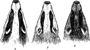 Азиатский барсук (Meles leucurus, Eng. Asian badger) 