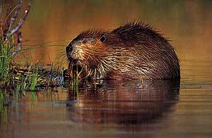 Евразийский речной бобр или бобр обыкновенный (лат. Castor fiber, eng. beaver)