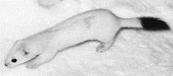 Горностай, степной хорек (Mustela erminea)