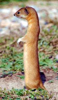 Горная индонезийская норка или ласка, (лат. Mustela lutreolina, Eng. Indonesian Mountain Weasel)