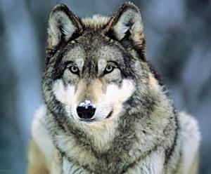 Волк, серый волк, обыкновенный волк (лат. Canis lupus) — хищное млекопитающее семейства псовых.
