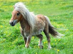 Пони (англ. Pony)
