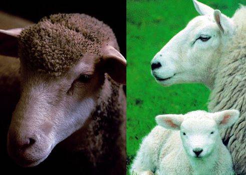 «Мутоновые» овцы