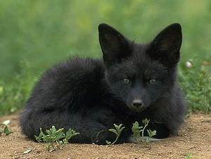 черная лисица