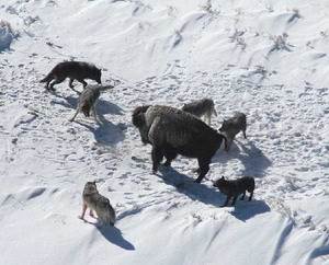 Волк, серый волк, обыкновенный волк (лат. Canis lupus) — хищное млекопитающее семейства псовых.