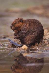 Канадский бобр (лат. Castor canadensis, eng. Canadian beaver)