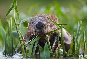 Евразийский речной бобр или бобр обыкновенный (лат. Castor fiber, eng. beaver)