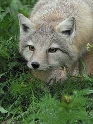 Корсак или лисица степная (лат. Vulpes corsac, eng. Corsac fox) — хищное млекопитающее рода лисиц семейства псовых.