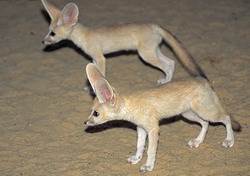 Фенек (Vulpes zerda) — миниатюрная лисица 