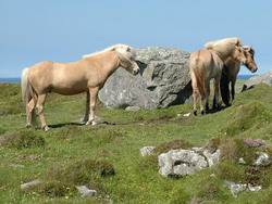 Исландский пони 