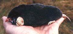 Американский землеройковый крот (Neurotrichus gibbsi)