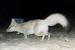 Африканская лиса (лат. Vulpes pallida, eng. African sand fox, Pale fox, pallid fox)