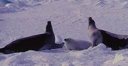 Гренландские тюлени встречаются в Северном Ледовитом океане.