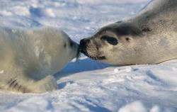 Белек и самка гренландского тюленя.