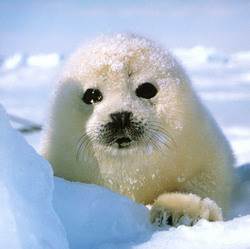 Белек — детеныш гренландского тюленя (Pagophilus groenlandicus).