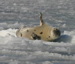 Гренландские тюлени находятся на льдинах, где и рождают на свет потомство.