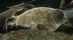 Байкальская нерпа по современной классификации относится к семейству настоящих тюленей (Phocidae), роду Pusa.