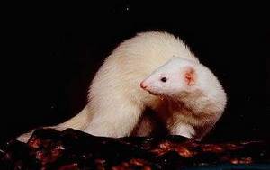 Фуро (Mustela putorius furo) В зоологии и звероводстве фуро называют только хорьков-альбиносов. 