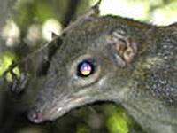 Длинноносая белка (Rhinosciurus laticaudatus)