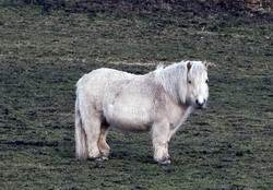 Шотландский пони