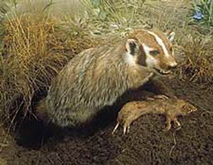 Американский барсук (Taxidea taxus, Eng. American badger, North american badger)