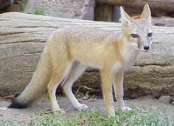 Американская лисица, американский корсак или карликовая проворная лисица