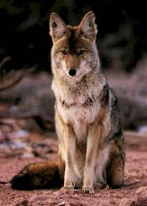 Койот, луговой волк (лат. Canis latrans) — хищное млекопитающее семейства псовых. 