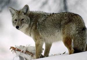 Койот, луговой волк (лат. Canis latrans) — хищное млекопитающее семейства псовых. 