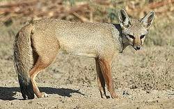 Бенгальская лисица или Индийская лисица (лат. Vulpes bengalensis, eng. Indian fox)