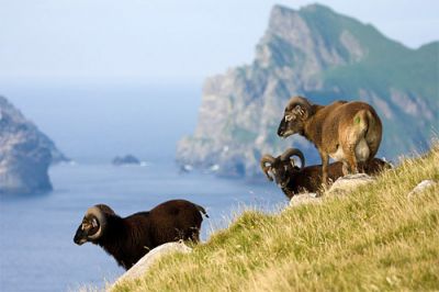 Домашние овцы, пасущиеся в высокогорьях Шотландии, очень похожи на своих диких предков.