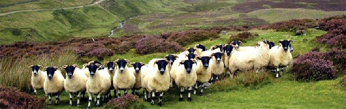 Овцы черноголовой породы среди вересковых пустошей Шотландии.