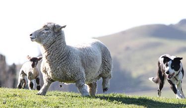 В Новой Зеландии можно встретить коротконогих овец, выведенных в результате мутации.