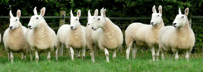 Овцы породы бордер-лейстер похожи на длинноухих зайцев.