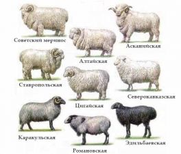 Таблица тонкорунных пород овец.
