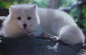 белая лисица